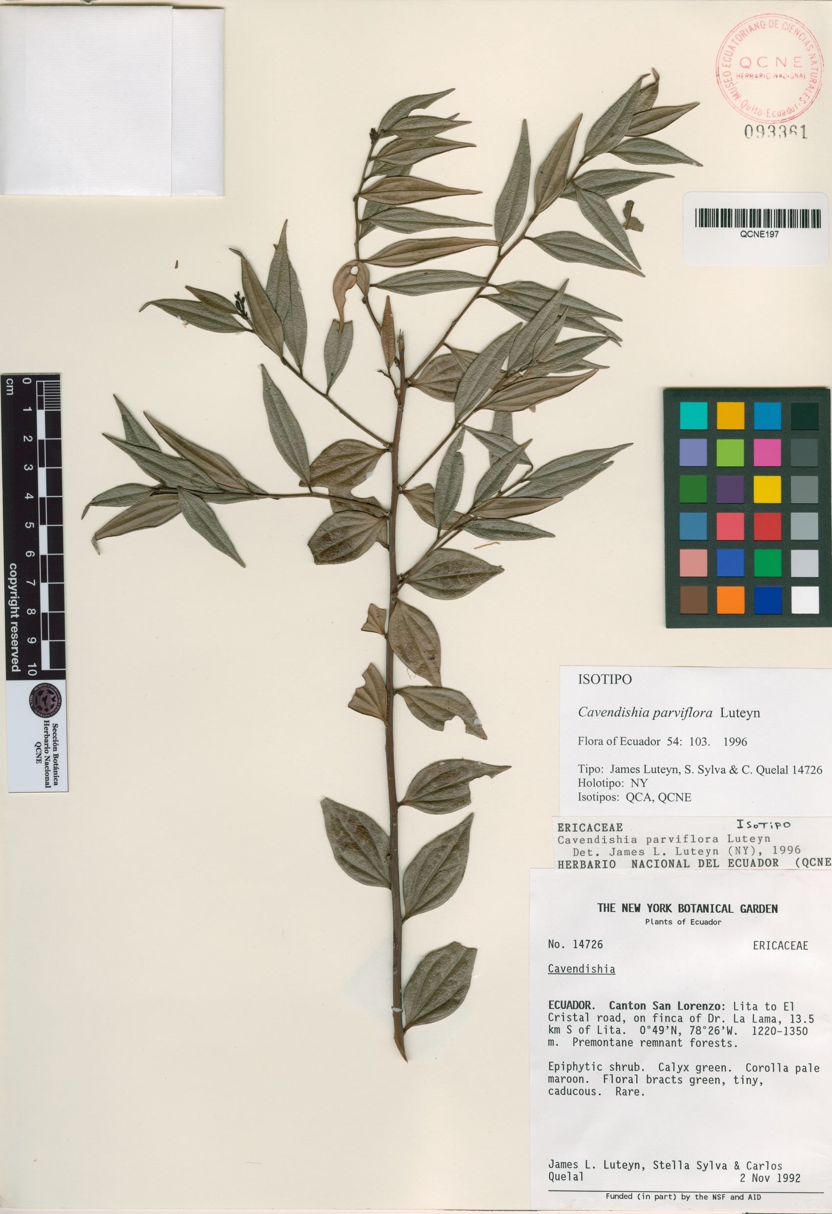 Cavendishia parviflora image