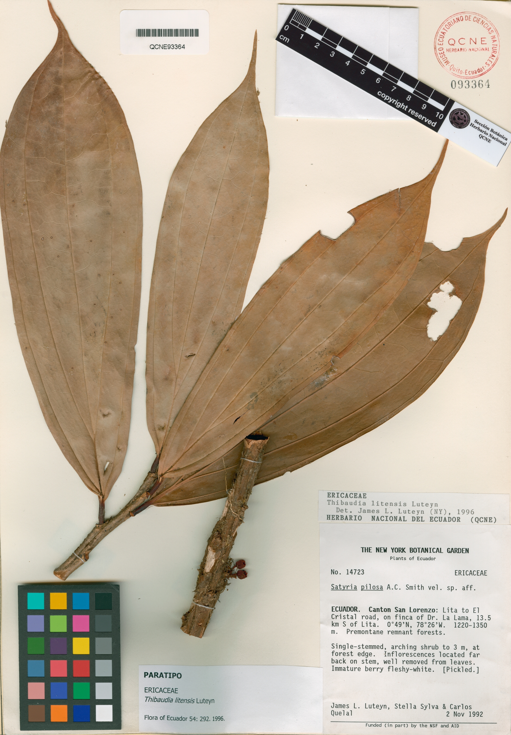 Thibaudia litensis image