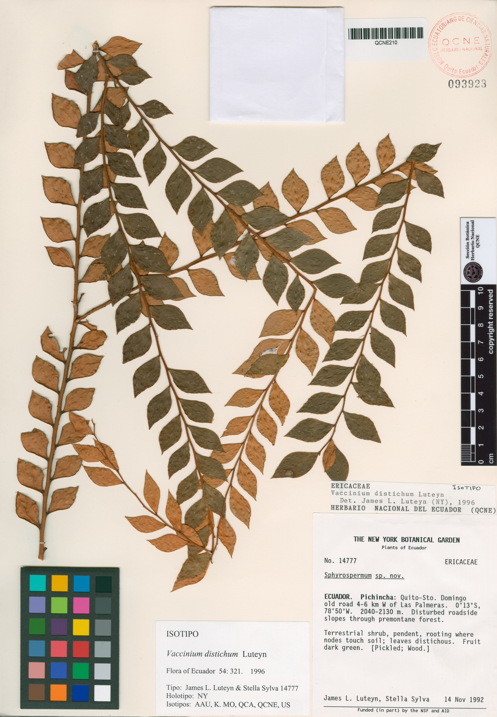 Vaccinium distichum image