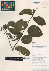 Solanum crassinervium image