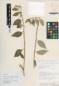 Burmeistera arbusculifera image