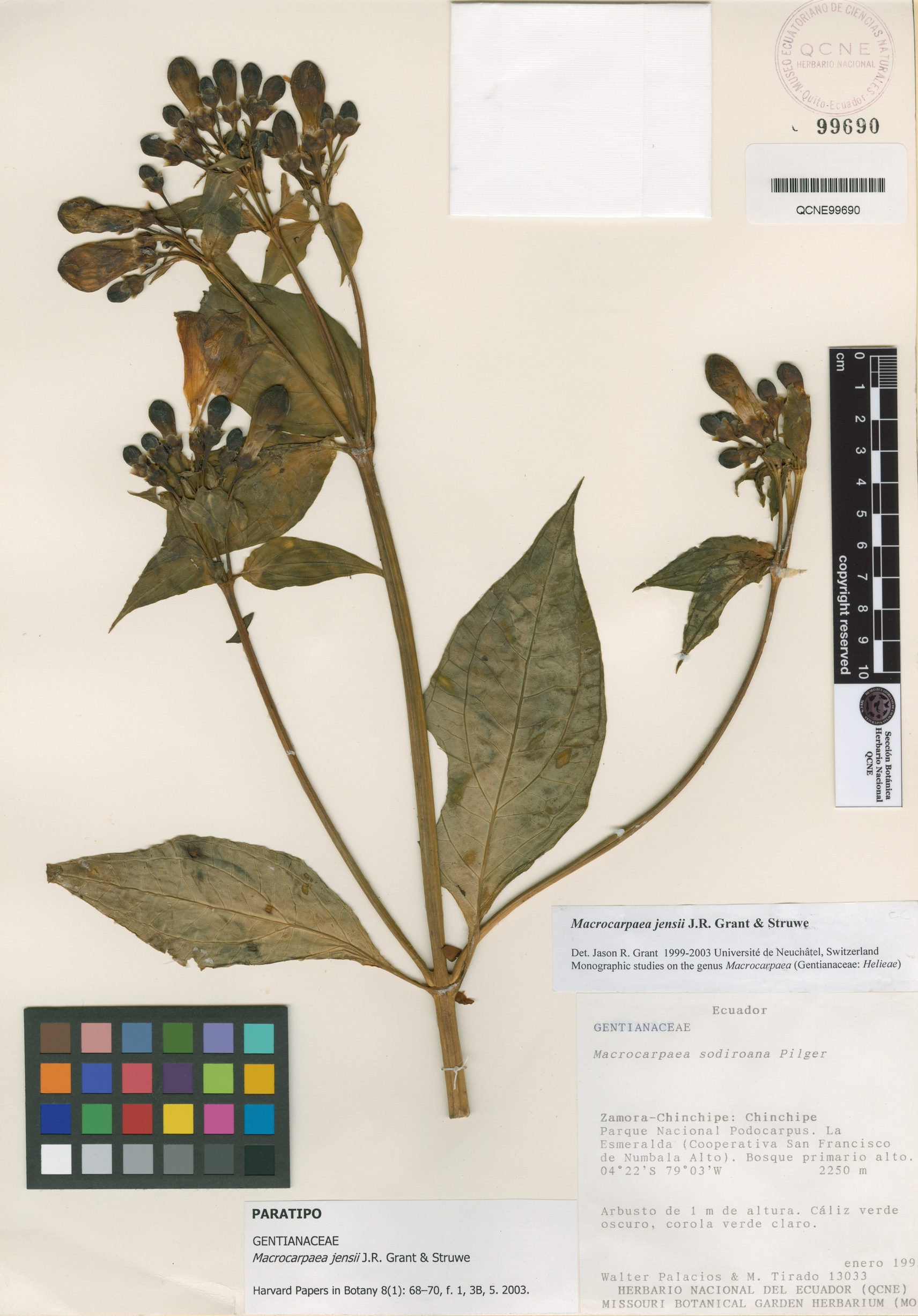 Macrocarpaea jensii image