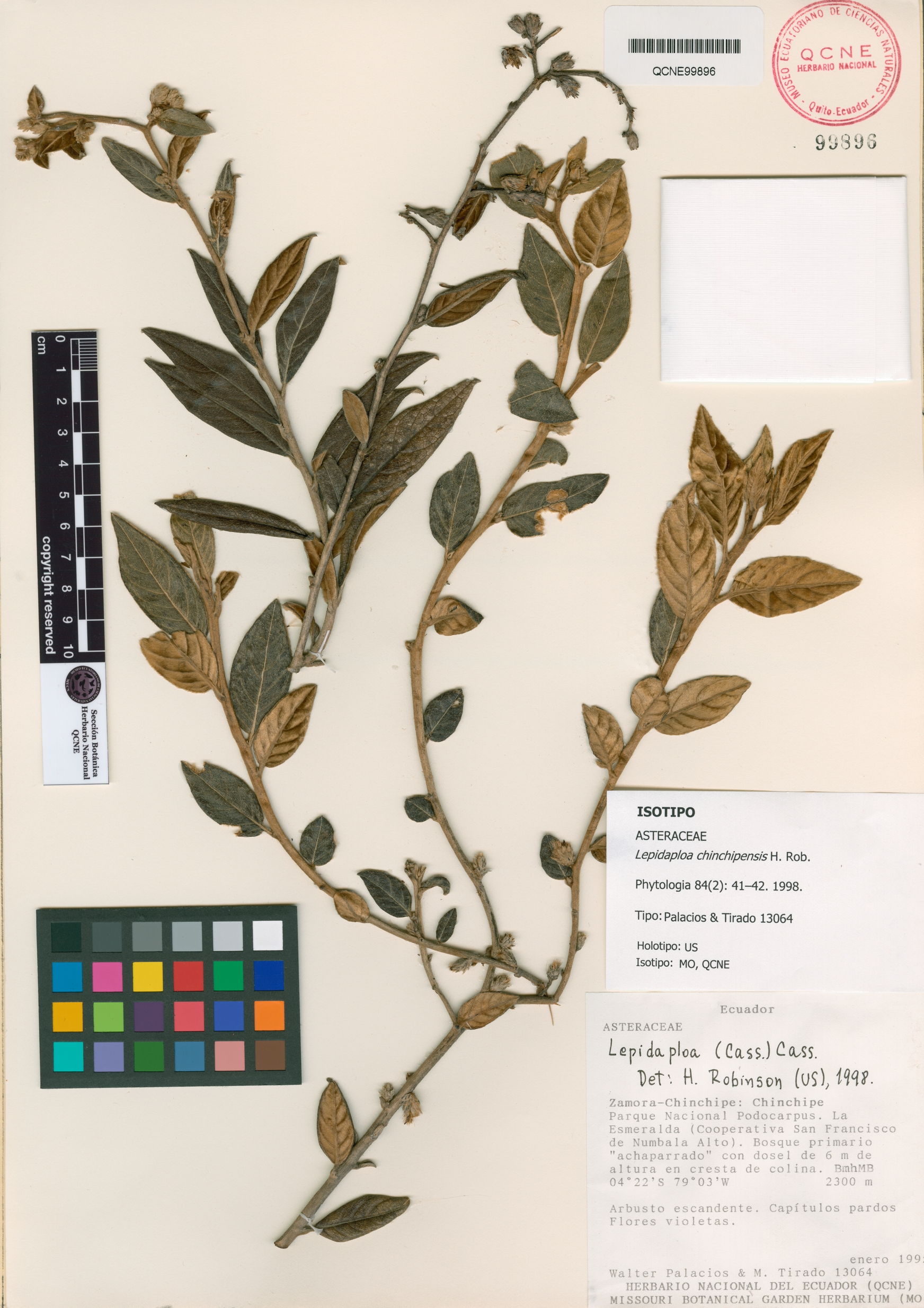 Lepidaploa chinchipensis image