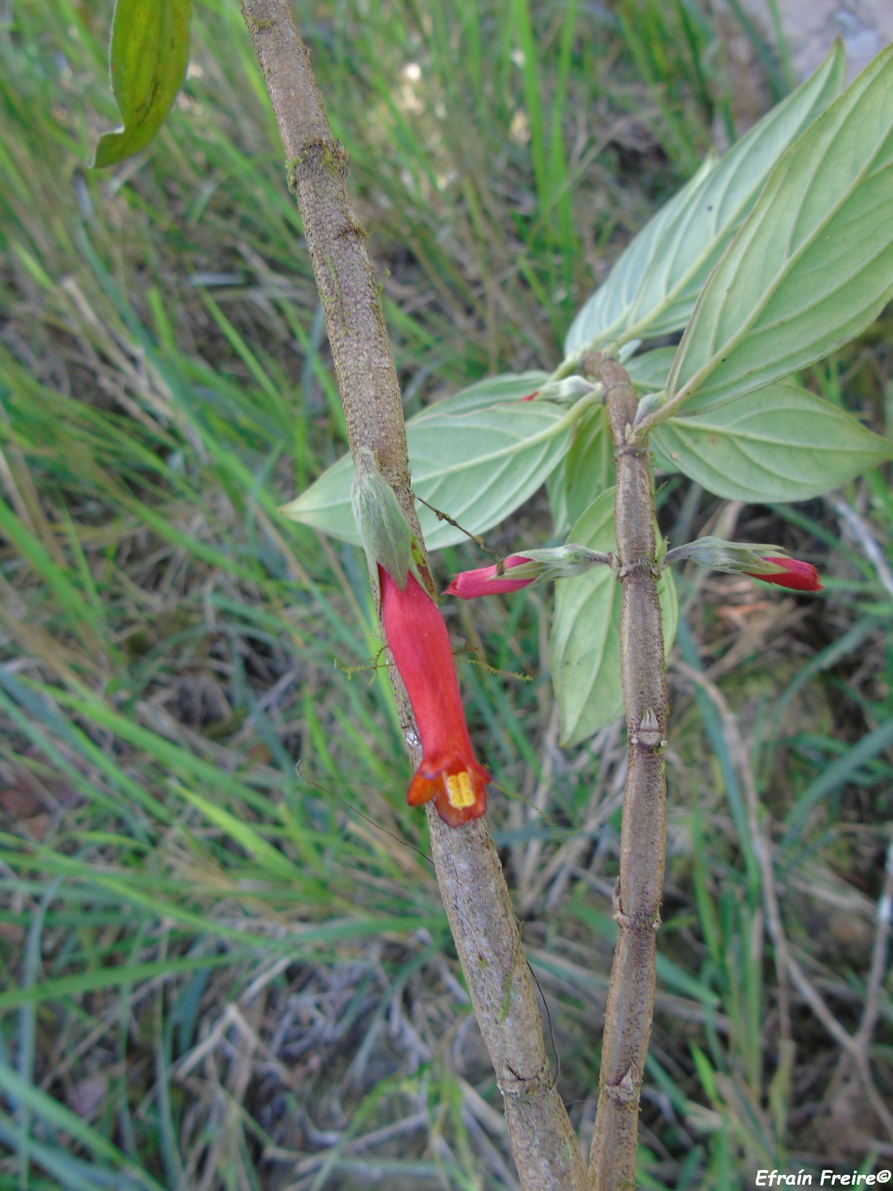 Columnea angustata image