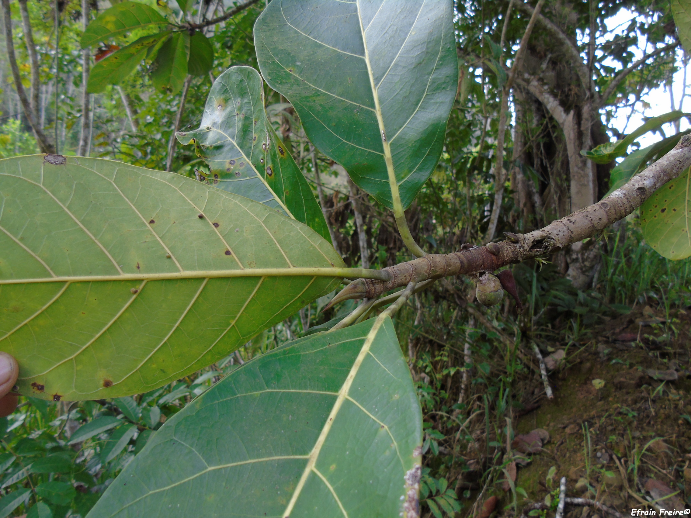 Ficus obtusifolia image