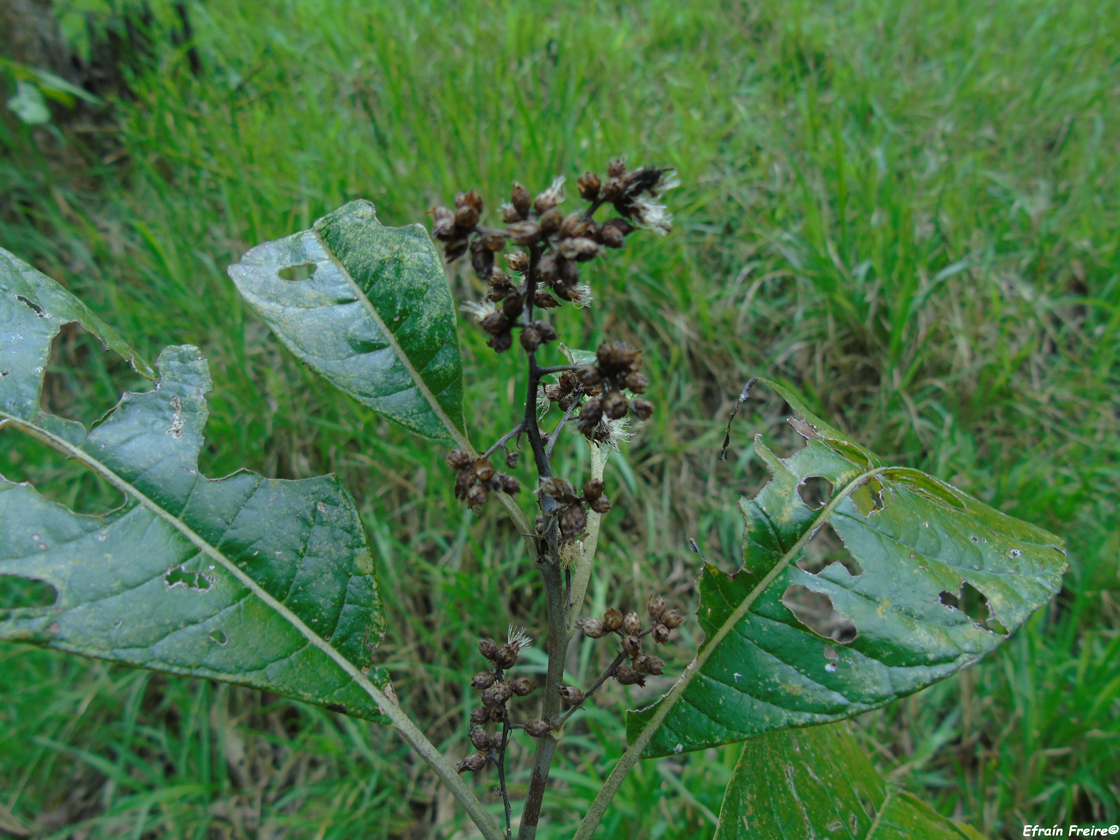Critoniopsis pycnantha image
