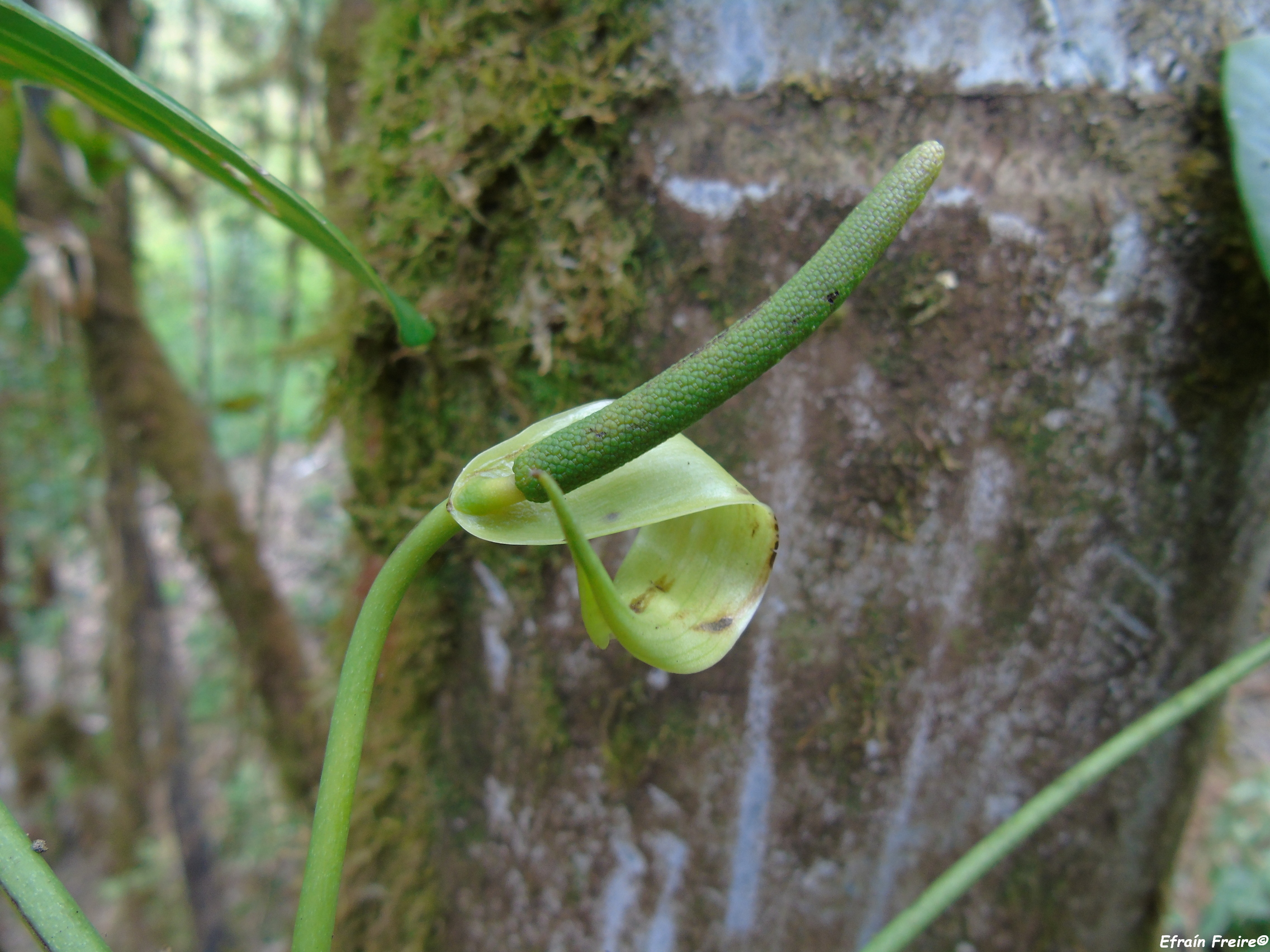 Anthurium truncicola image
