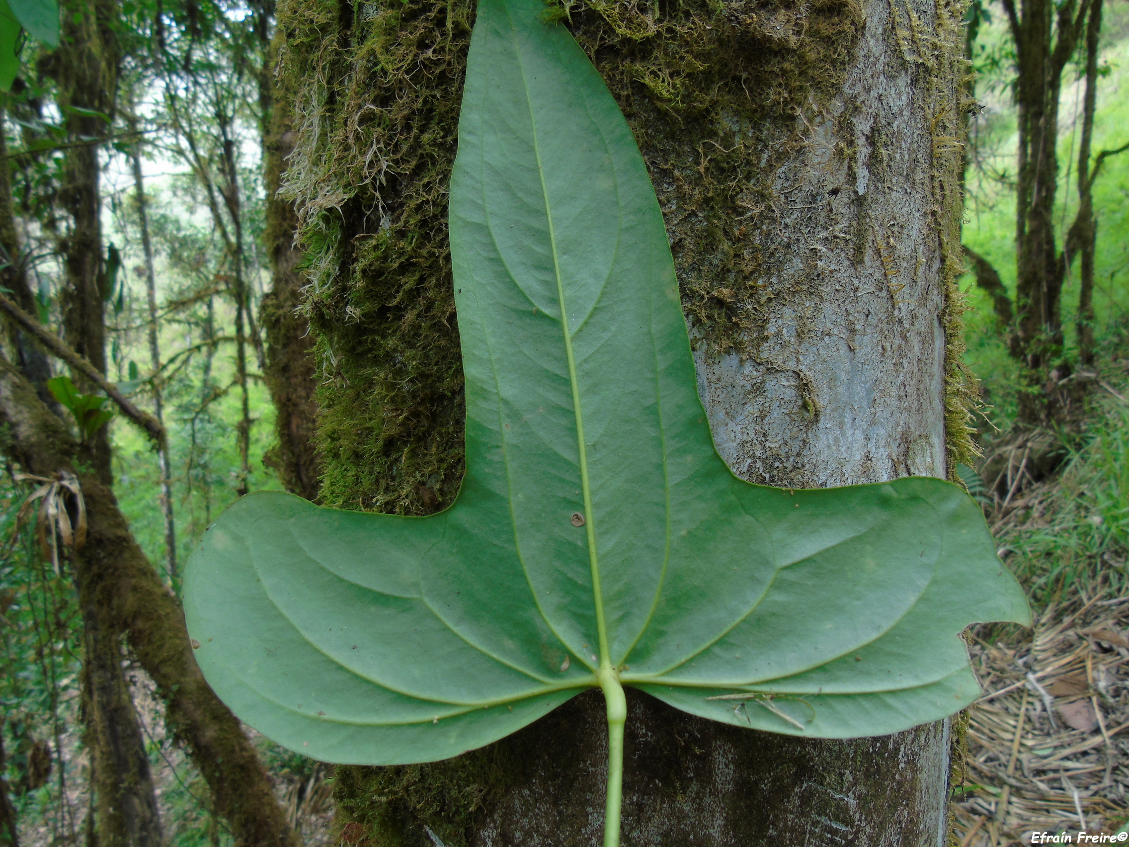 Anthurium truncicola image