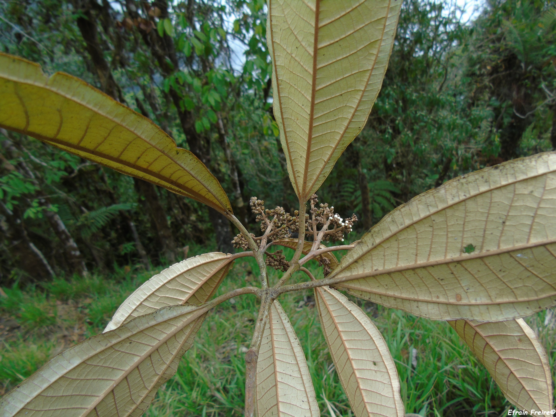 Miconia punctata image