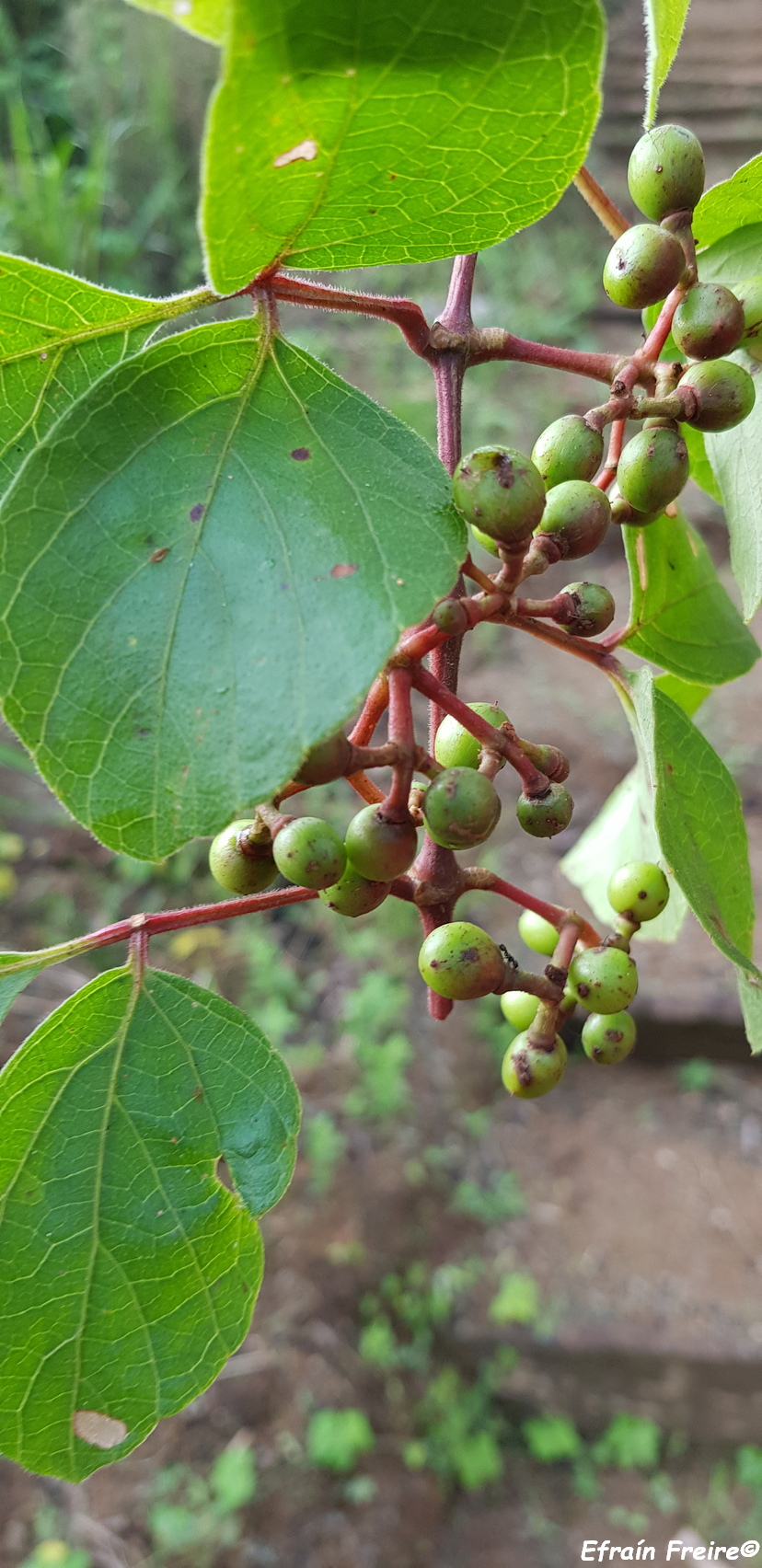 Cissus microcarpa image