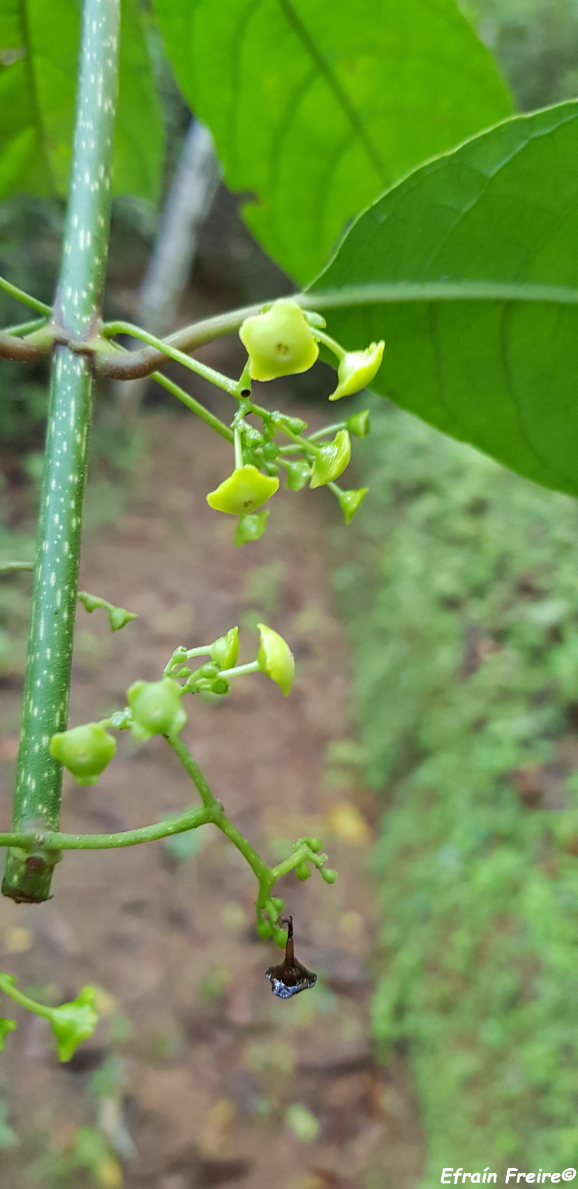 Siparuna multiflora image