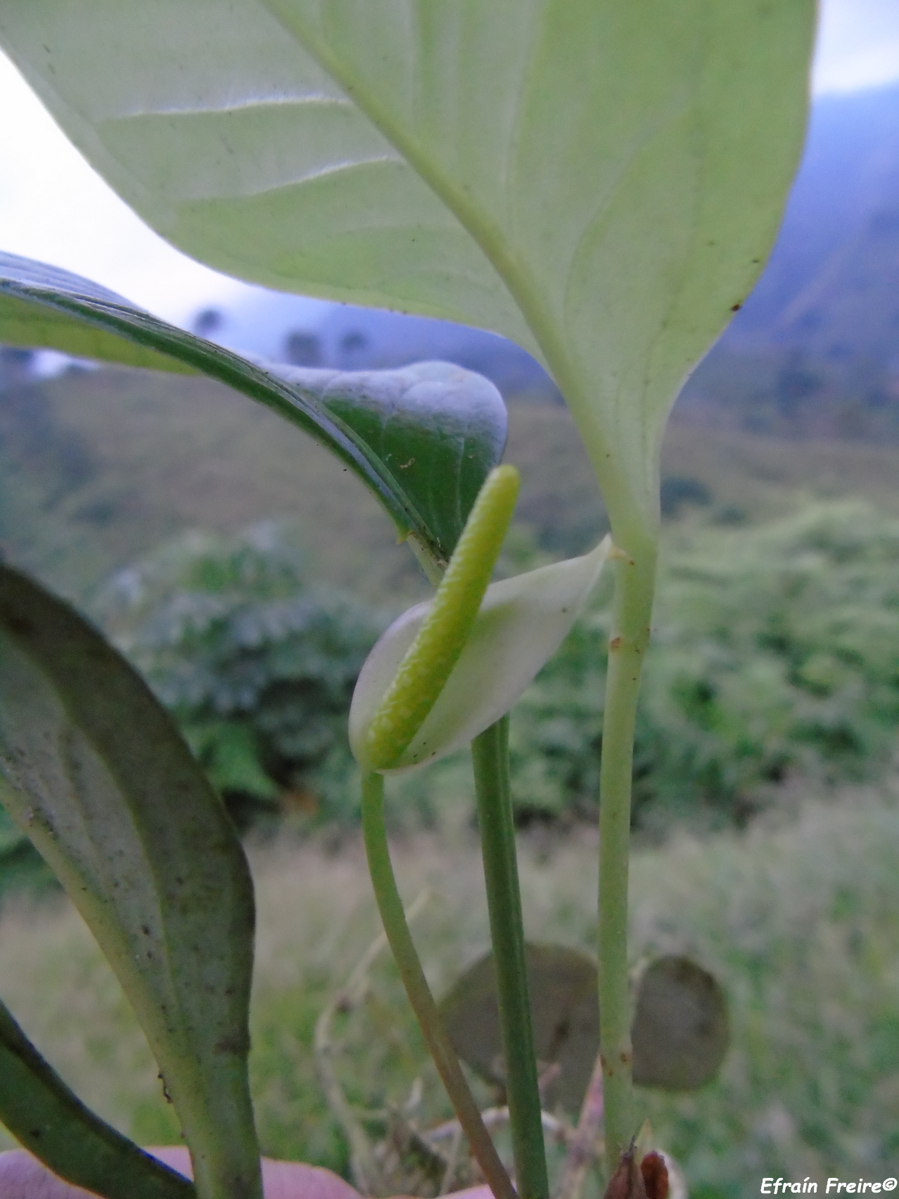Anthurium obtusum image