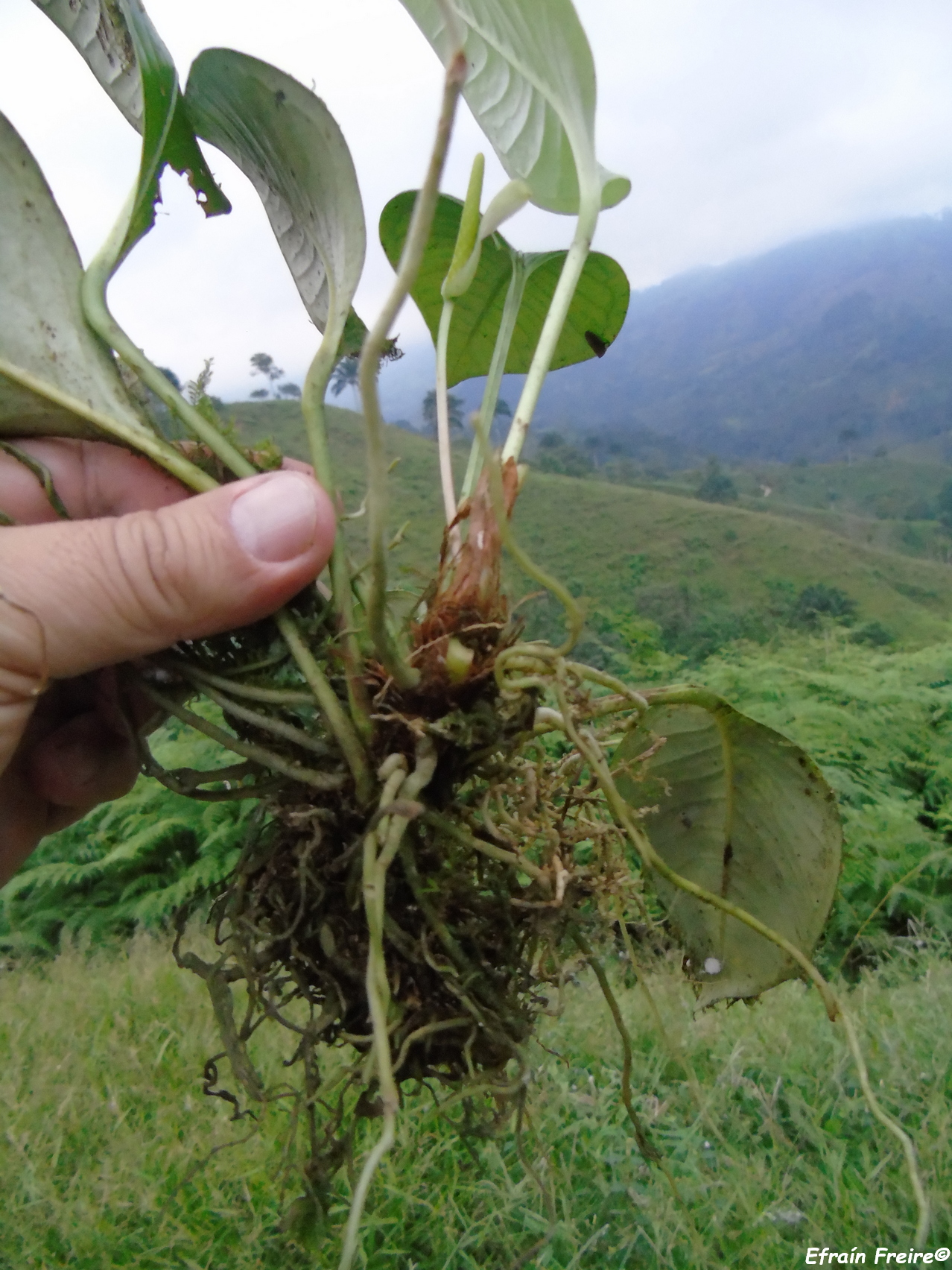 Anthurium obtusum image