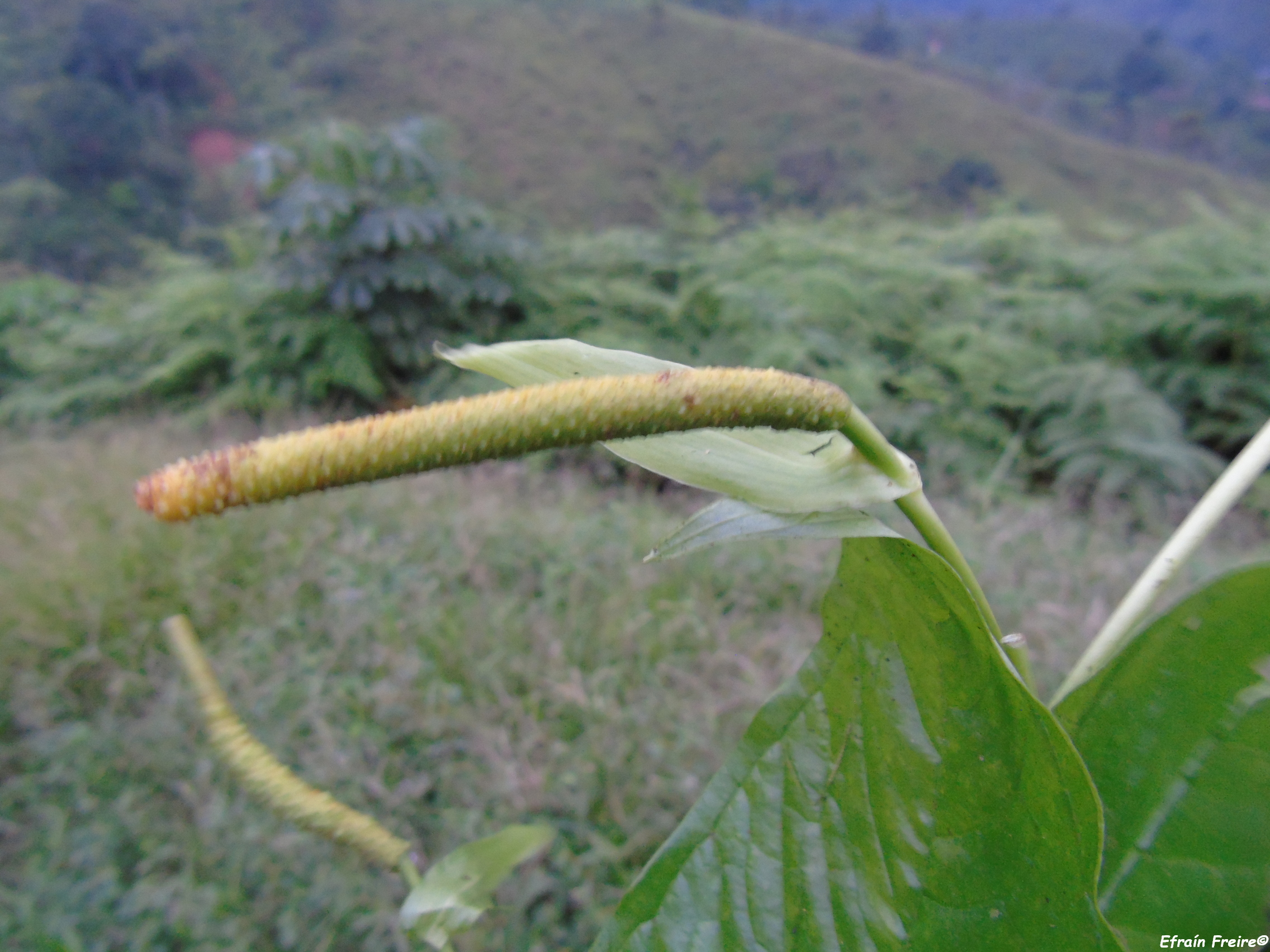 Anthurium myosuroides image