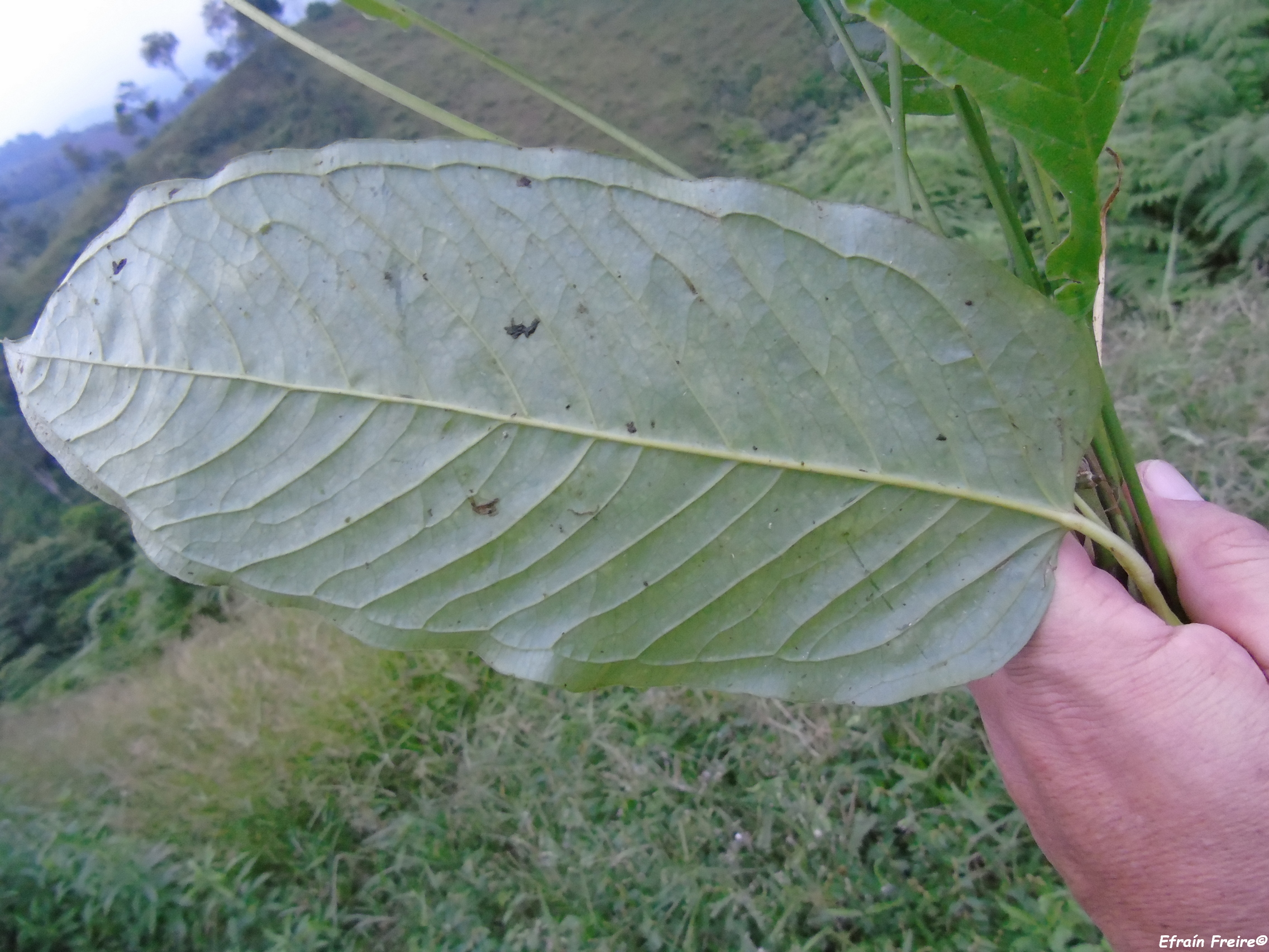 Anthurium myosuroides image