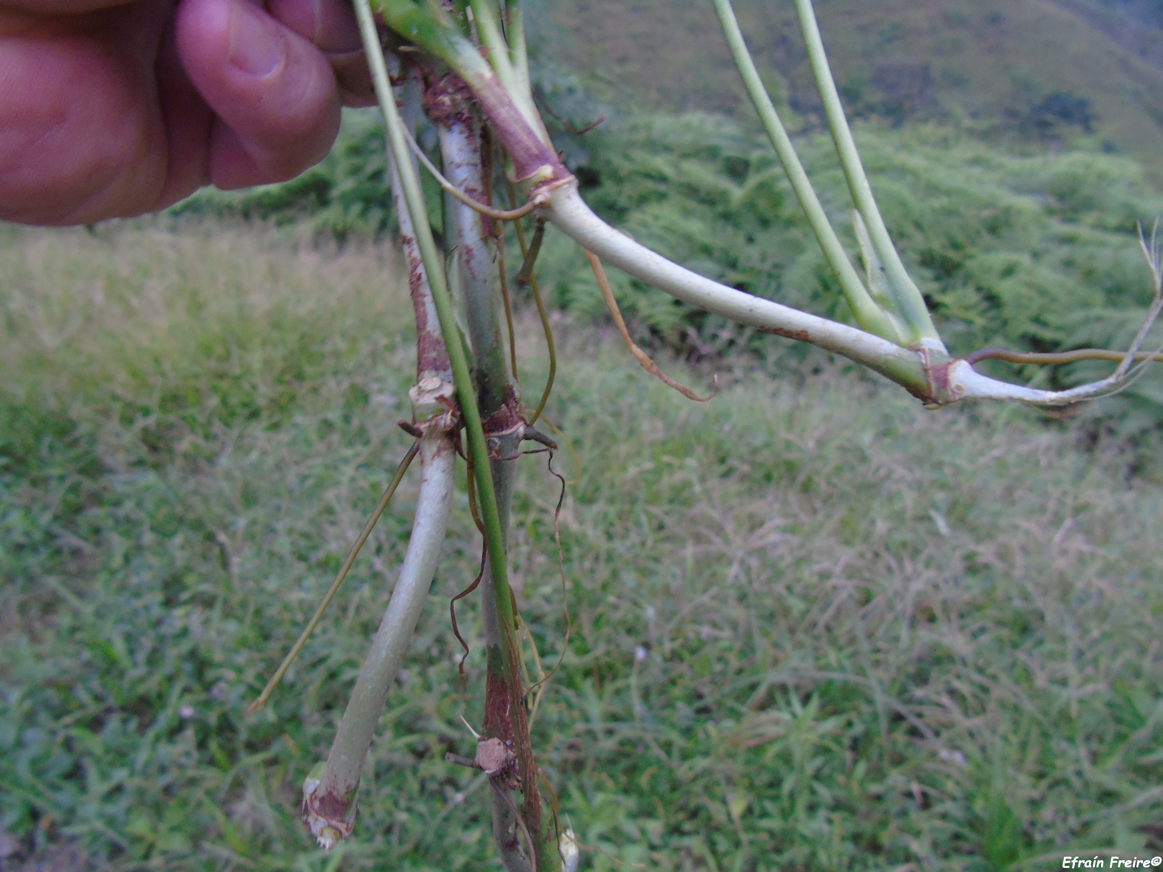 Anthurium myosuroides image