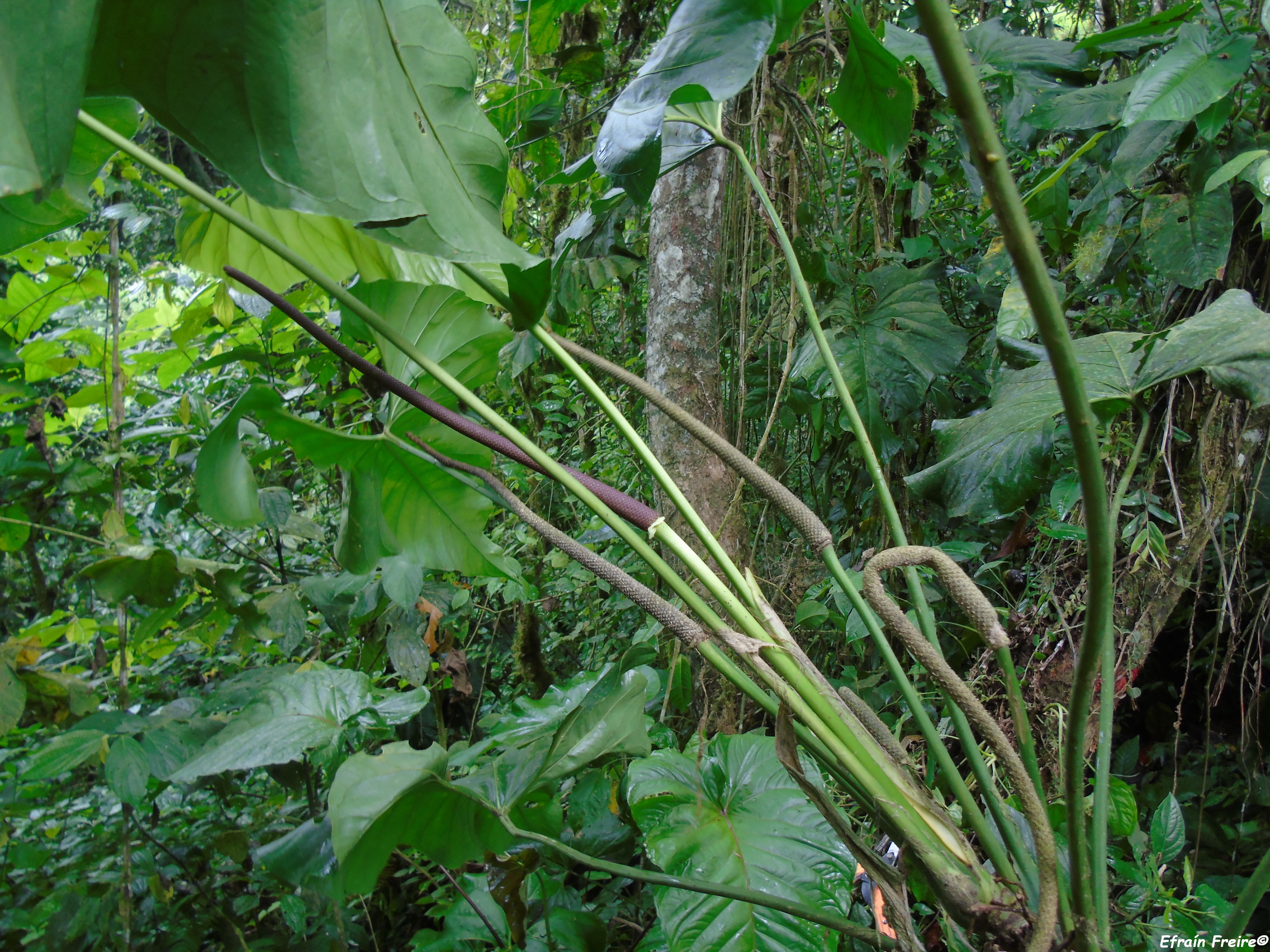 Anthurium versicolor image