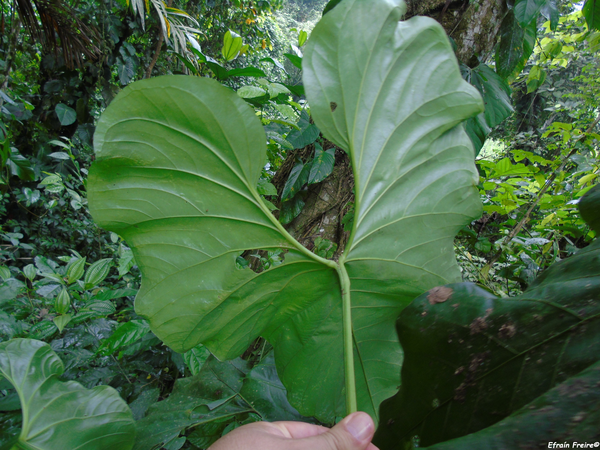 Anthurium versicolor image