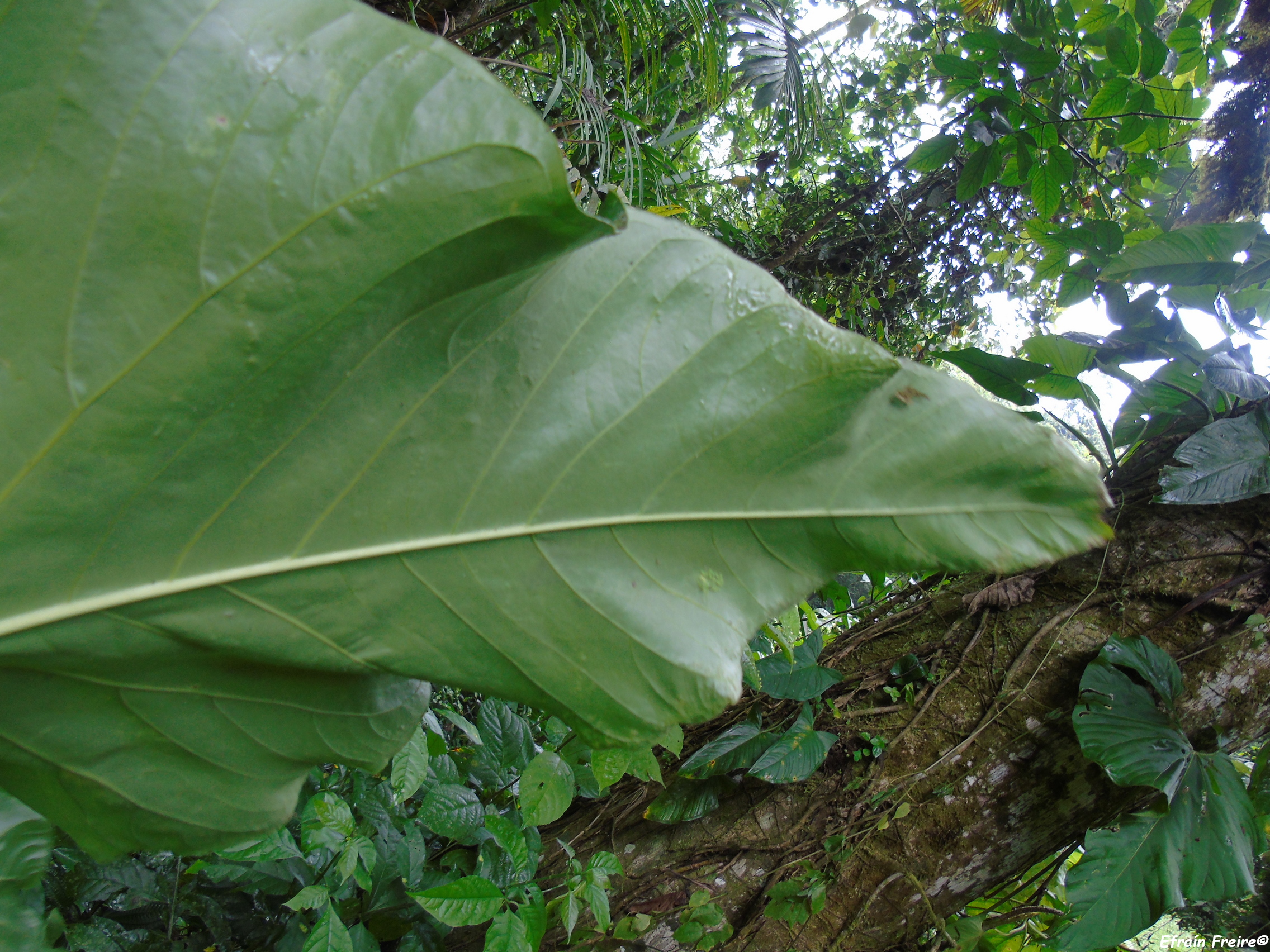 Anthurium versicolor image