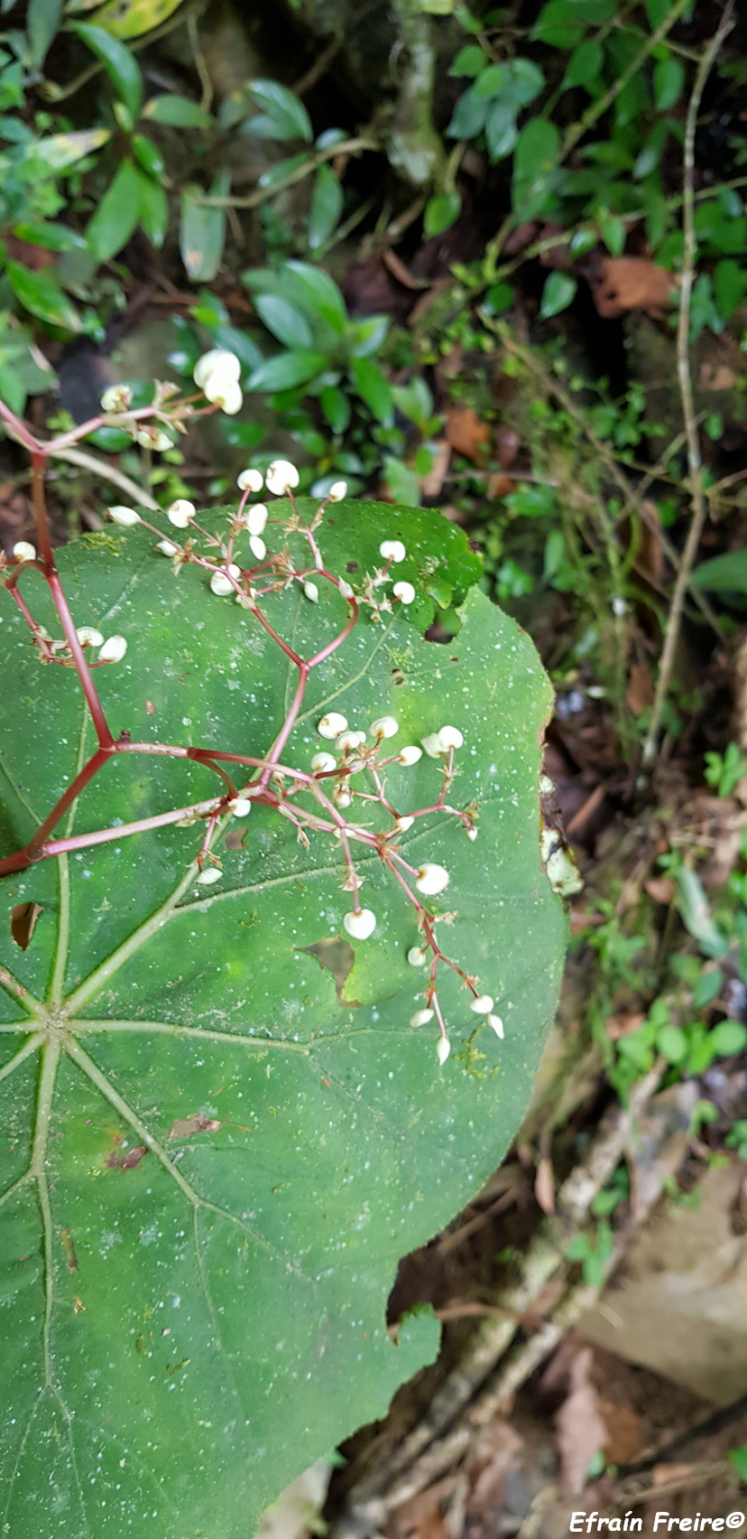 Begonia serotina image