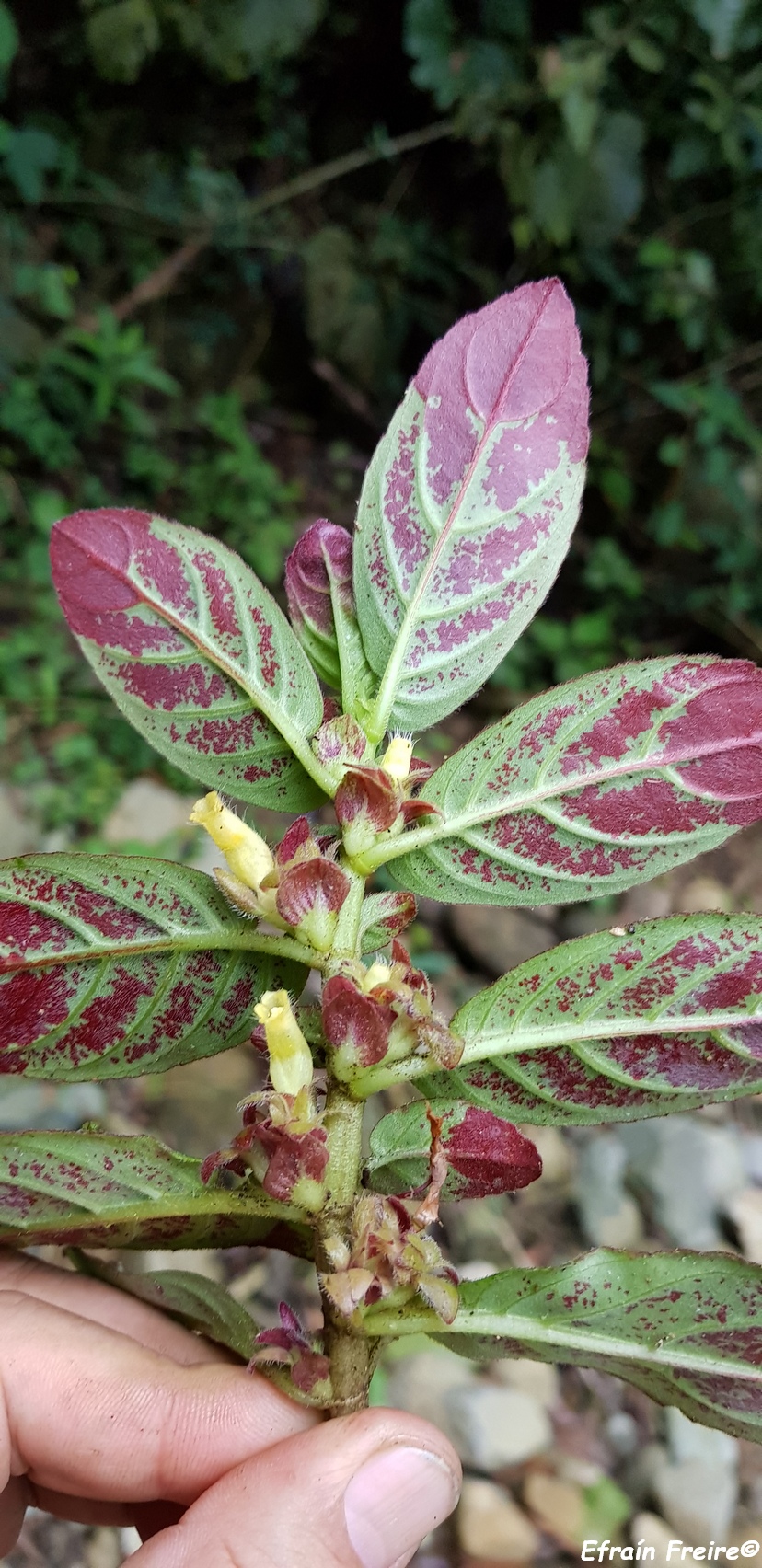 Columnea spathulata image