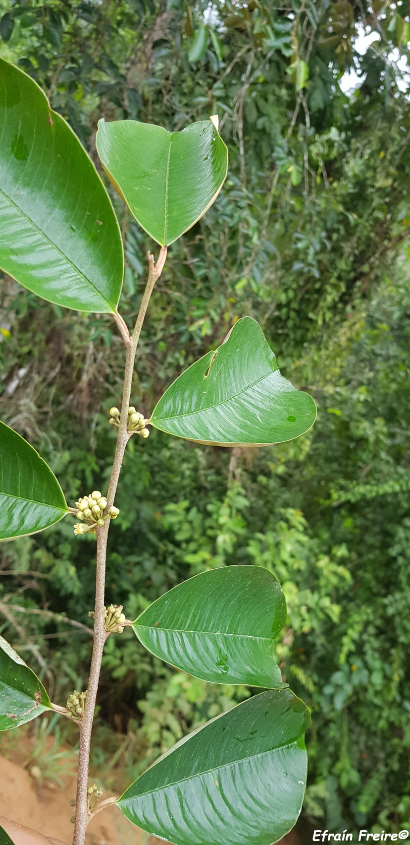 Chrysophyllum argenteum image