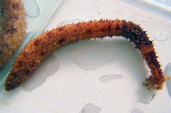 Holothuria (Thymiosycia) arenicola image