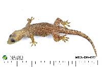 Hemidactylus frenatus image