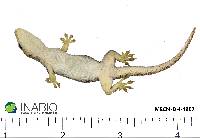 Hemidactylus frenatus image