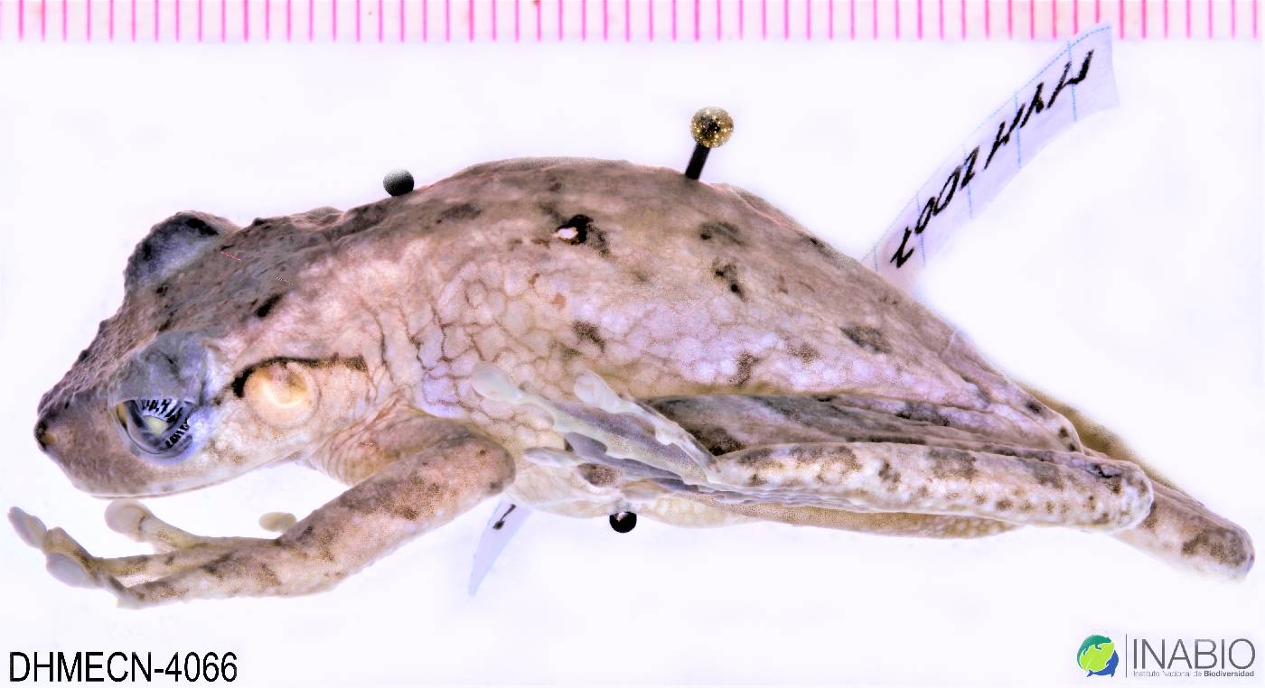 Osteocephalus taurinus image