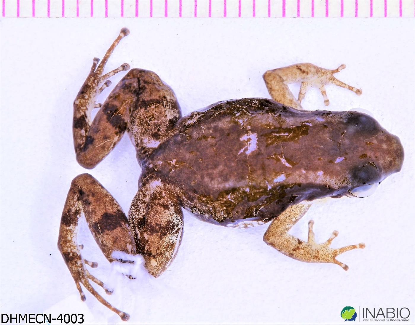 Allobates insperatus image