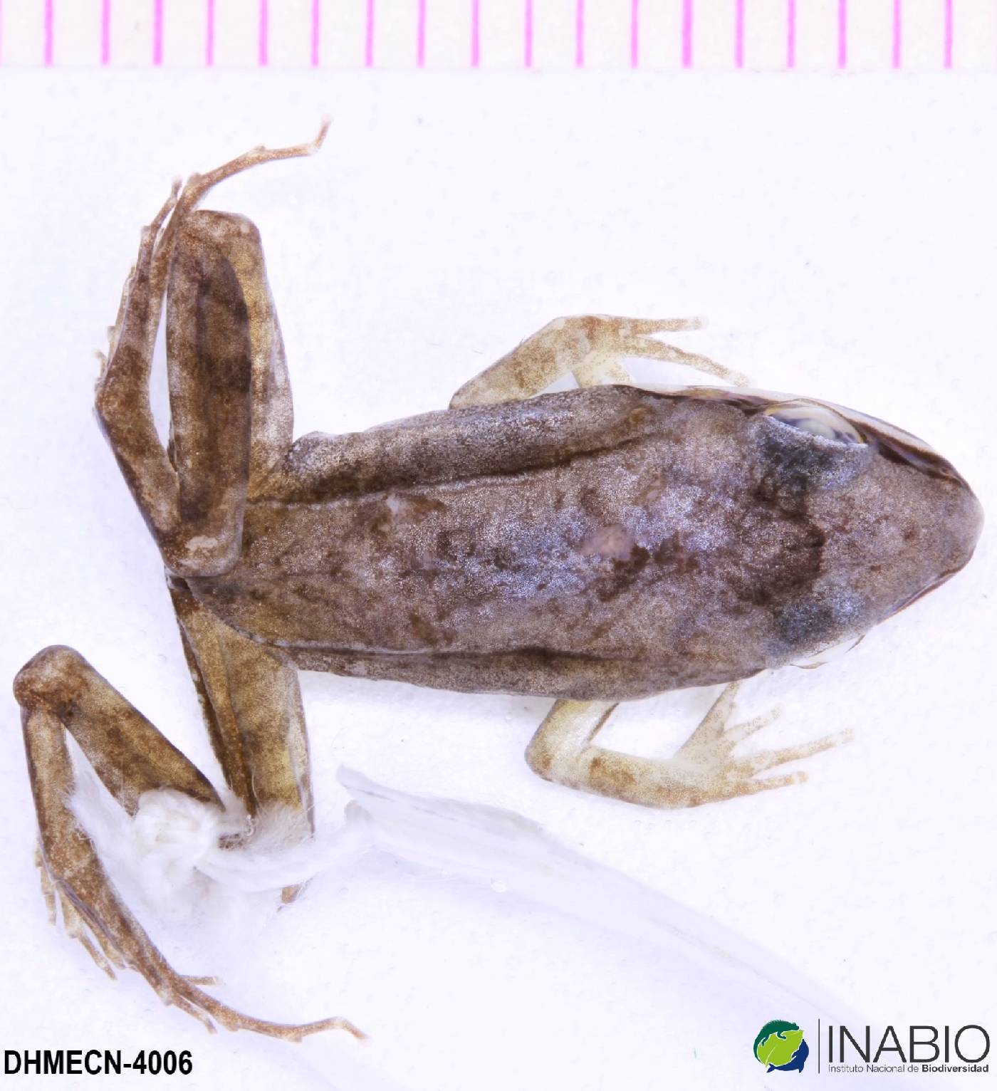 Leptodactylus mystaceus image