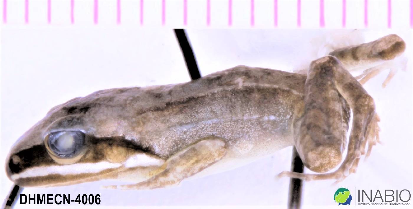 Leptodactylus mystaceus image