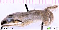 Leptodactylus mystaceus image