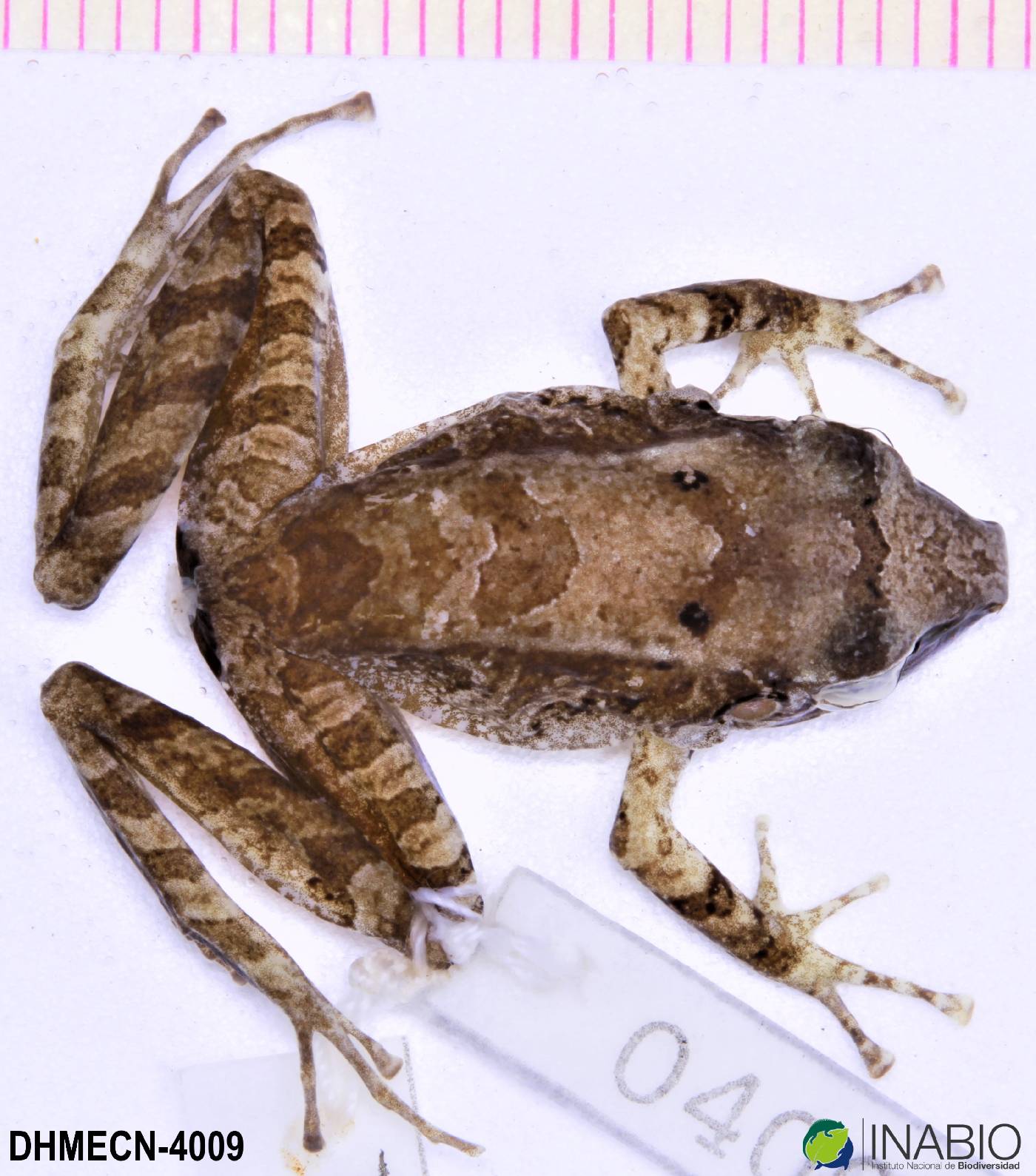 Pristimantis lanthanites image