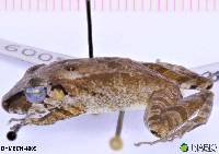 Pristimantis lanthanites image