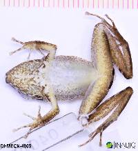 Pristimantis lanthanites image