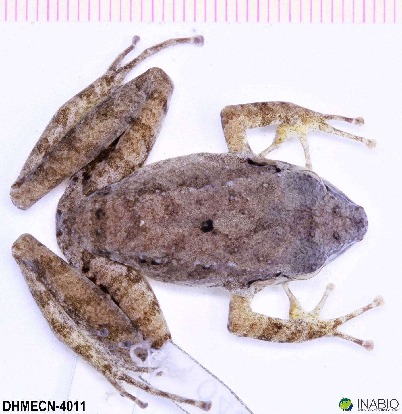 Pristimantis malkini image