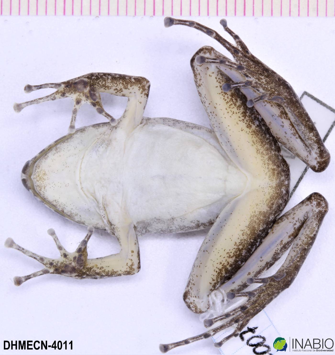 Pristimantis malkini image