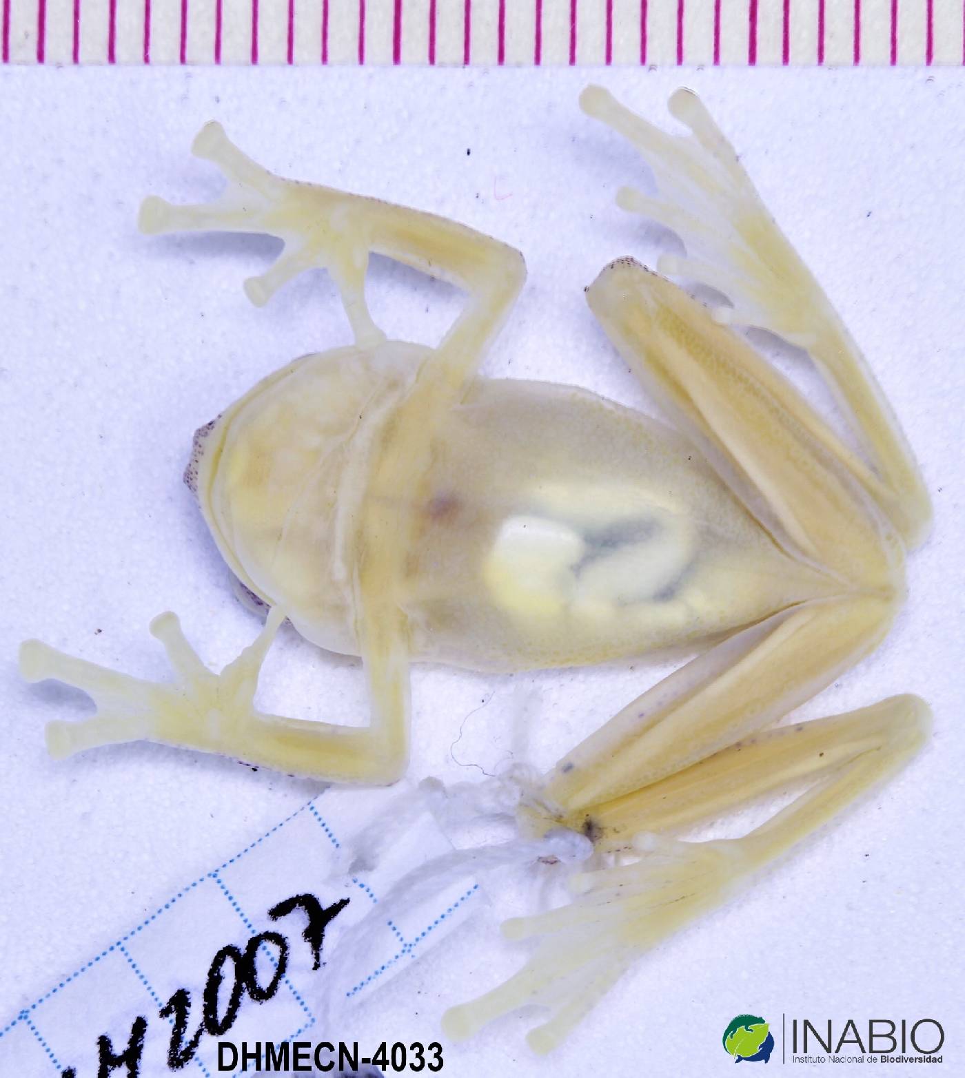 Hyalinobatrachium iaspidiense image