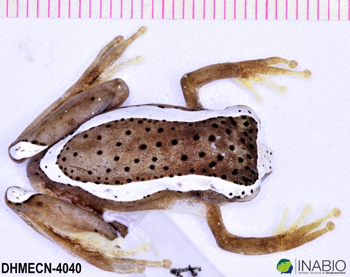 Dendropsophus bifurcus image