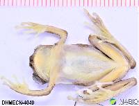 Dendropsophus bifurcus image