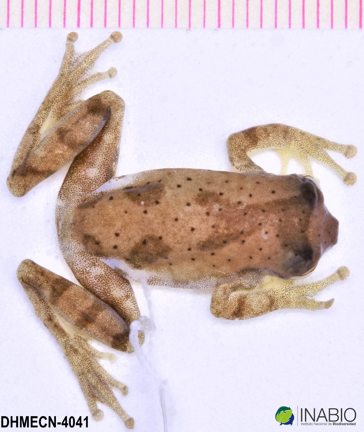 Dendropsophus brevifrons image