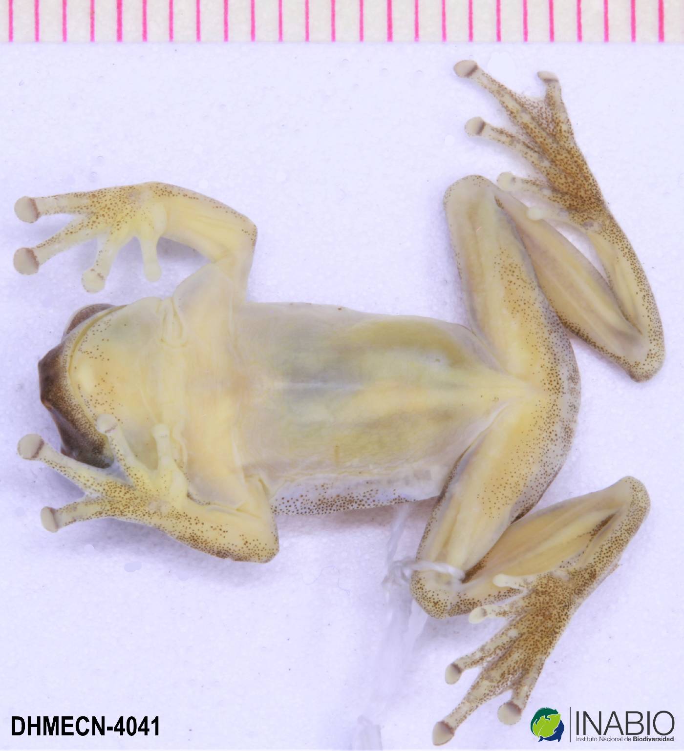 Dendropsophus brevifrons image