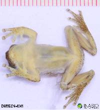 Dendropsophus brevifrons image