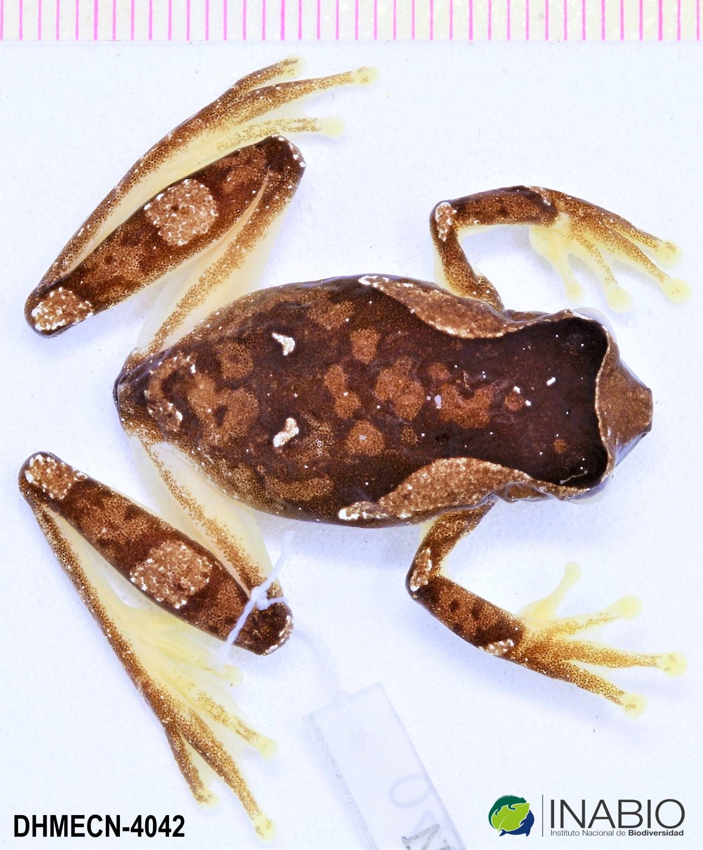 Dendropsophus sarayacuensis image