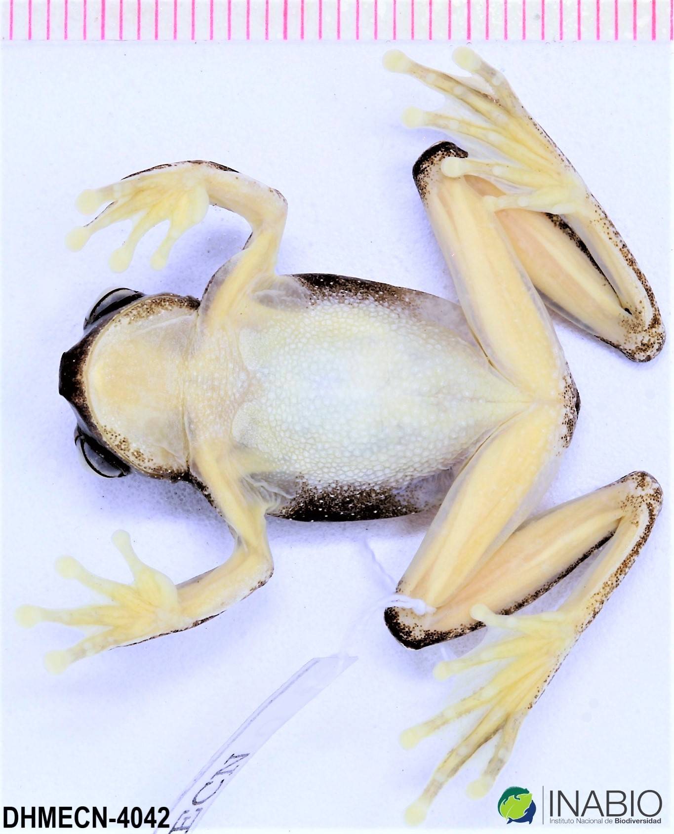 Dendropsophus sarayacuensis image