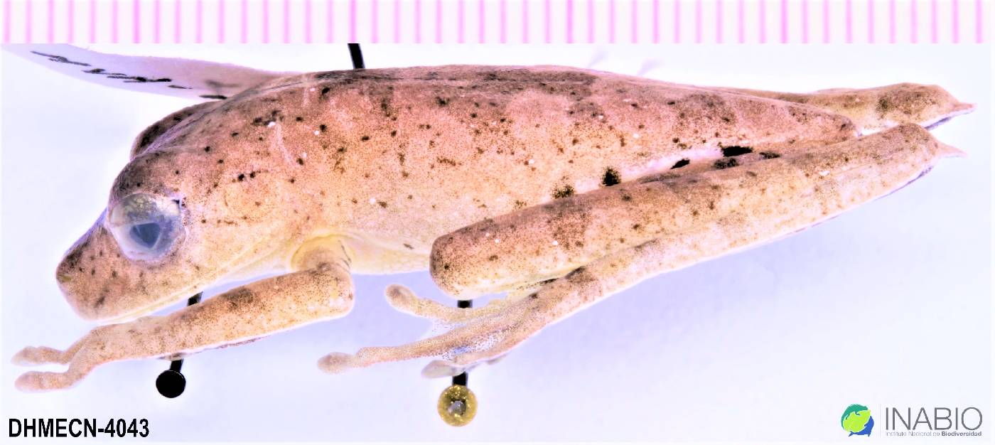 Boana calcarata image