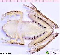 Boana calcarata image