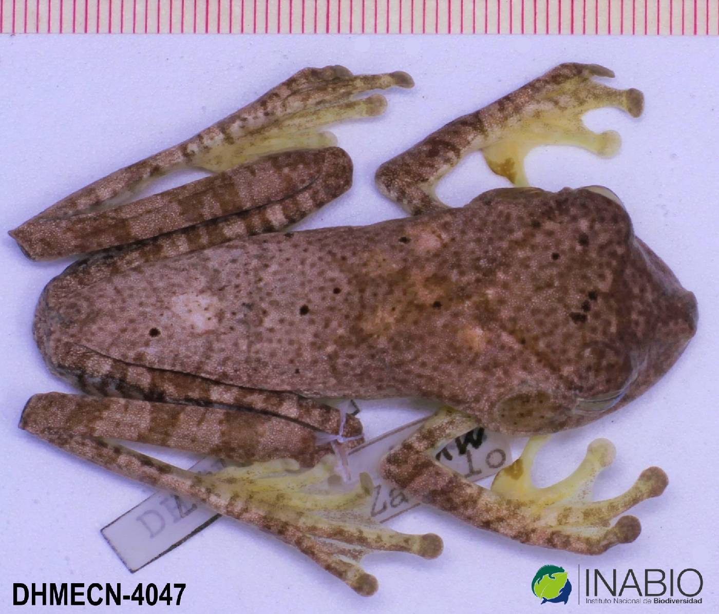 Boana geographica image